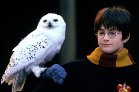 Lechuza de Harry Potter