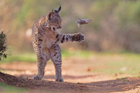 LINCE 