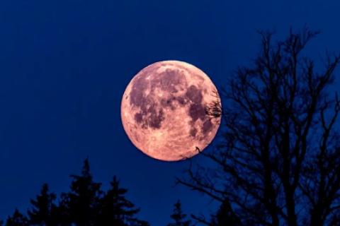 LUNA ROSA