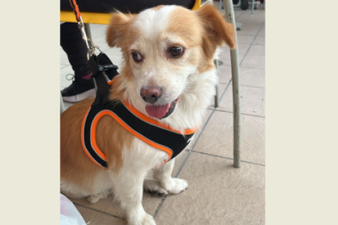 perrita desaparecida
