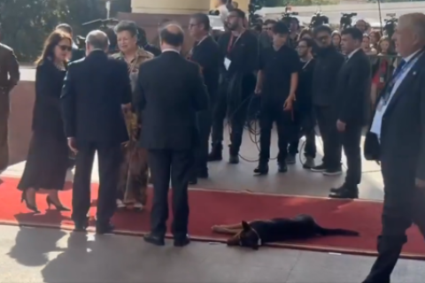 Perrito se hizo presente en la alfombra roja previa del cambio de mando de Chile