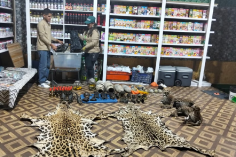 Serfor incautó, entre vivos y disecados, varios animales en peligro de extinción 
