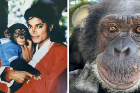 Bubbles, el chimpancé de Michael Jackson