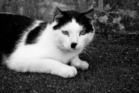GATO 
