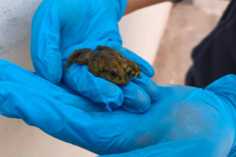 Día de las Ranas Acuáticas lideran esfuerzos para proteger a guardianas de ecosistemas
