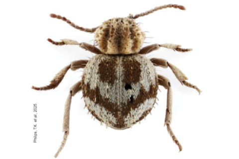 escarabajo