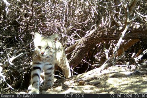 gato del desierto