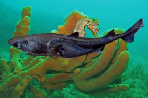 Identifican por primera vez al tiburón linterna de ojos pequeños en el mar peruano