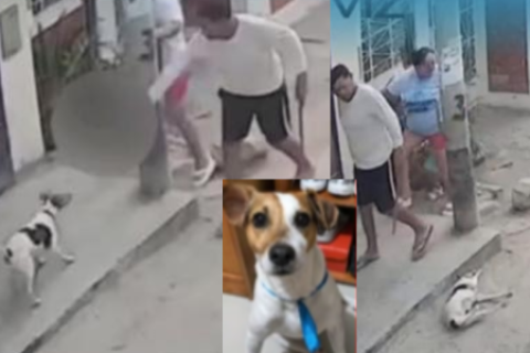 Perrito