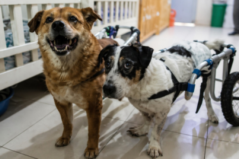 perritos
