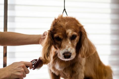 Prevención de problemas cutáneos en mascotas en Lima