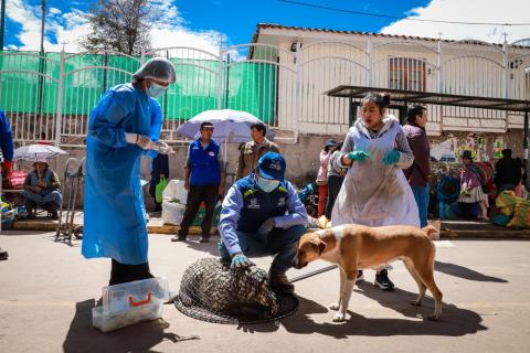 Rescatan y esterilizan 115 animales callejeros en Cusco