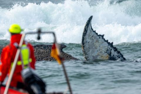 Rescate de una ballena varada en la costa del mar Báltico