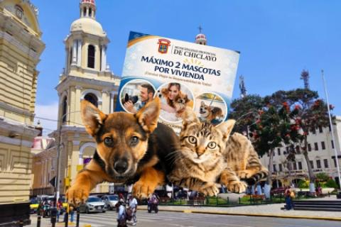 solo dos mascotas por casa chiclayo