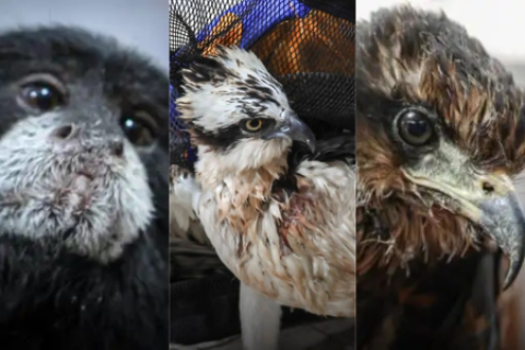 Ucayali rescatan mono pichico, gavilán y águila en operativos de fauna silvestre