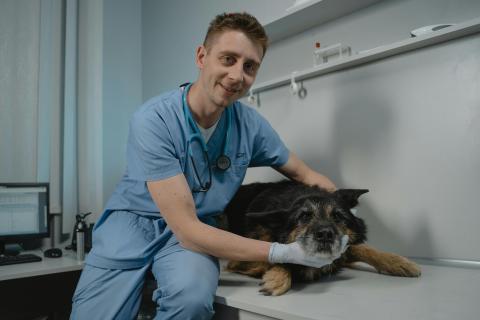 VETERINARIO 