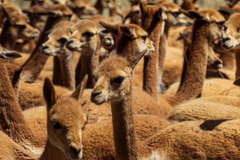 VICUÑA 