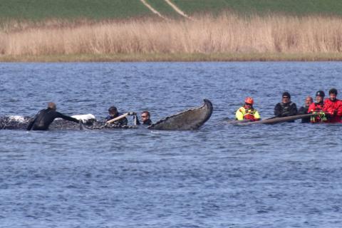 Encuentran muerta en Dinamarca a la ballena salvada en Alemania