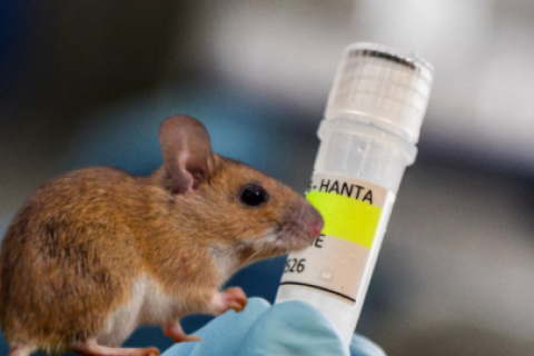 Hantavirus