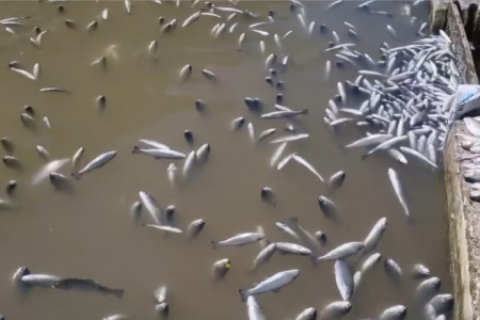 Confirman presencia cianuro río Yuracyacu tras la muerte masiva de truchas