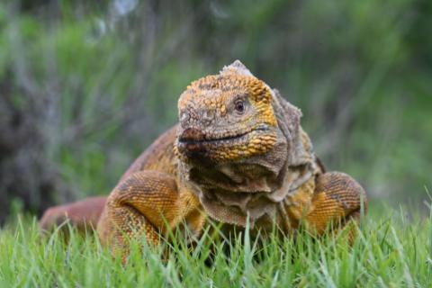 Detienen en Ecuador a tres tailandeses por tráfico de iguanas endémicas de Galápagos