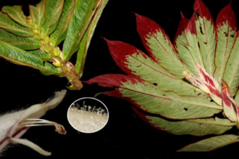 Junín descubren dos nuevas especies de plantas en Bosque de Protección Pui Pui