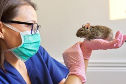  leptospirosis
