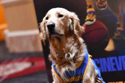 PERRO 