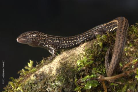 Petracola ianwhitei