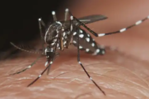 San Martín: madre de familia fallece en Tarapoto tras luchar varios días contra el dengue