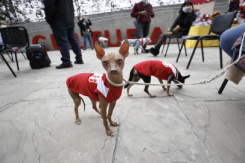 PERRO SIN PELO 