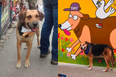 El perrito callejero que unió a todo un pueblo en Colombia recibe emotiva despedida