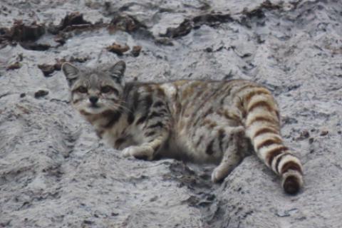  gato andino