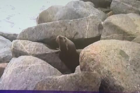 Lobo marino herido aparece varado en vereda de la Costa Verde