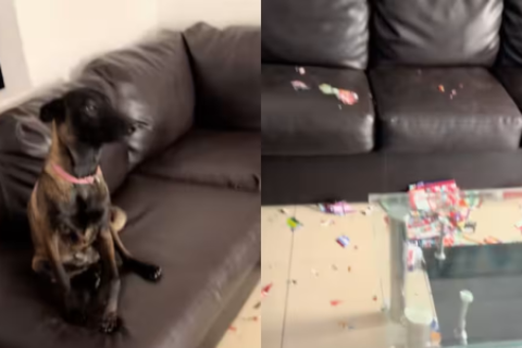 Perrito destruye álbum del Mundial y provoca ola de reacciones en redes sociales
