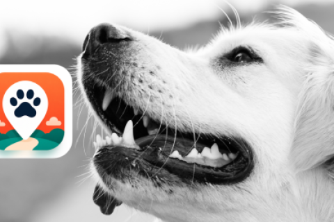 PERRO 