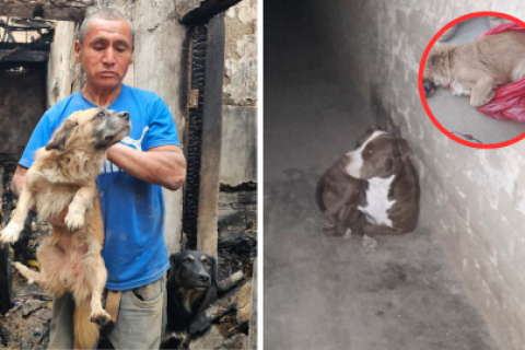 Pitbull mata a perrito de adulto mayor que quedó sin casa tras incendio en Huaral