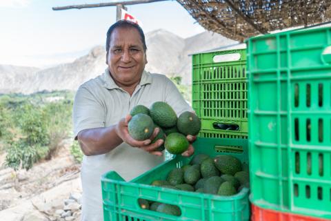 palta Hass