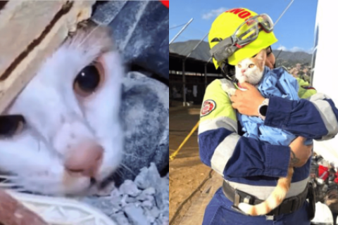 Milagro Venezuela rescatan con vida una gatita terremoto la guaira VIDEO