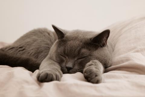 GATOS 