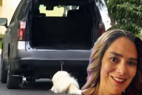 México: mujer atropelló tres veces a su perro tras una discusión con su esposo