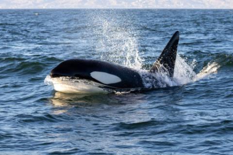 orcas los organos