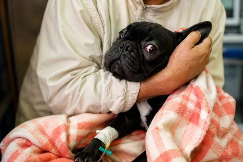 PERRITO 