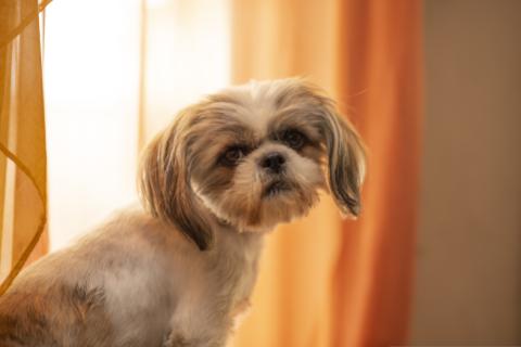 PERRO 