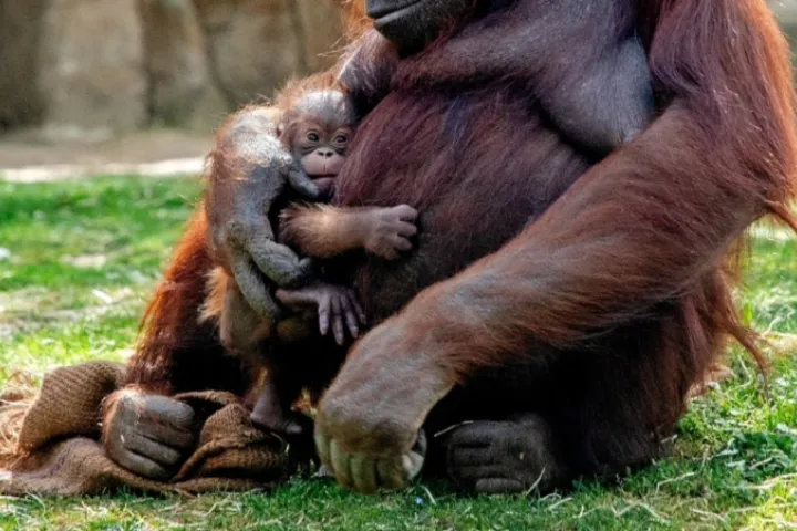 orangután de Borneo