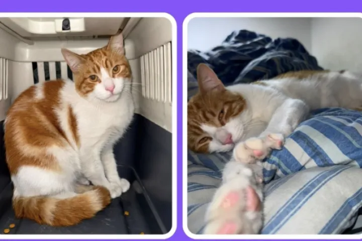 GATOS 