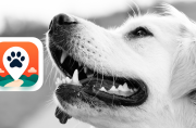 PERRO 